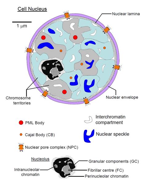 Animal cells are the basic unit of life in organisms of the kingdom animalia. Cell_Nucleus