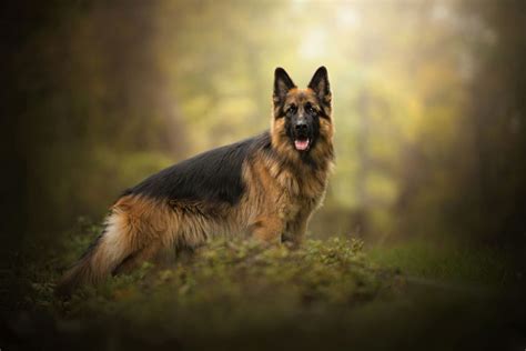 Animal Dog German Shepherd Pet B Wallpaper 2048x1367 1197846