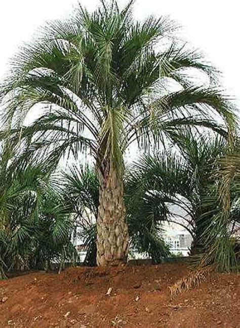 Palm Tree Varieties Common And Latin Names