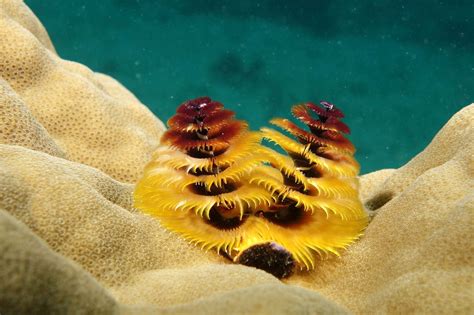 Spirobranchus Giganteus Christmas Tree Worm Marineexplorer Fish