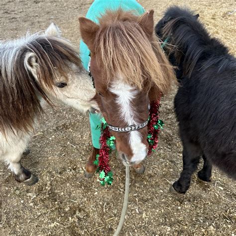 Cowboy Heaven Miniature Horse Safe Haven Belgrade Mt