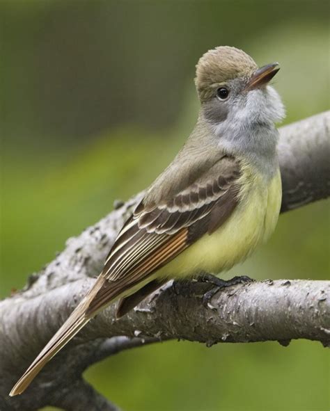 23 Best My Florida Backyard Bird List Images On Pinterest Backyard