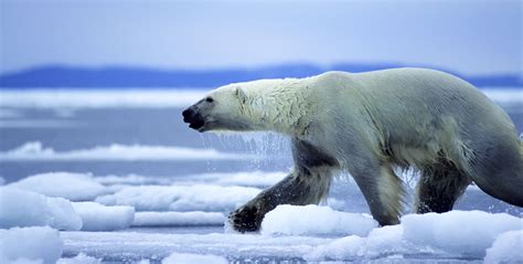 English meaning of the word bear the cost; Symbolic Polar Bear Facts and Polar Bear Meaning on Whats ...