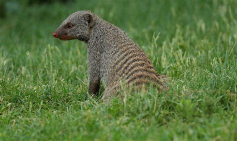 Mongooses Hide Their Identity From Own Parents To Save Their Lives