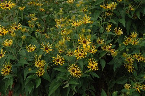 Blooms in clusters on strong branching stems. RUDBECKIA 'Henry Eilers' (subtomentosa) - Rudbeckie ...