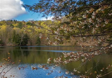 Field Guide To May 2020 Vermont Center For Ecostudies