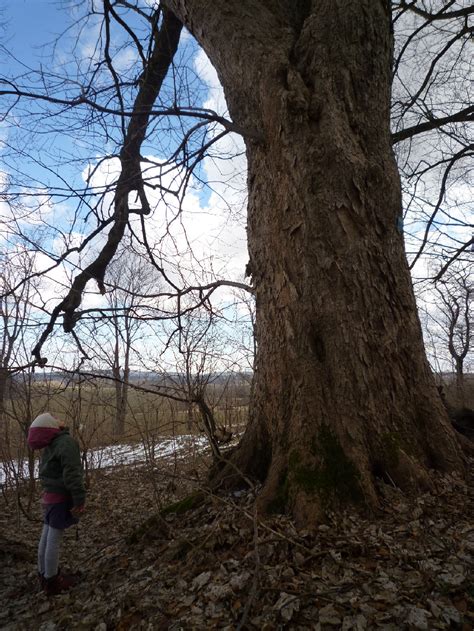 Oldest Trees Najstarsze Drzewa Z Cyklu Drzewa Zamkowe From The