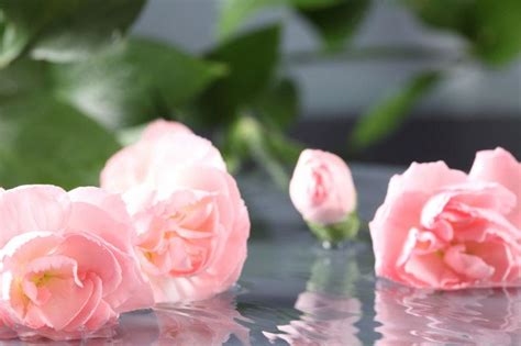 牡丹花背景图片 粉红牡丹花背景素材 高清图片 摄影照片 寻图免费打包下载