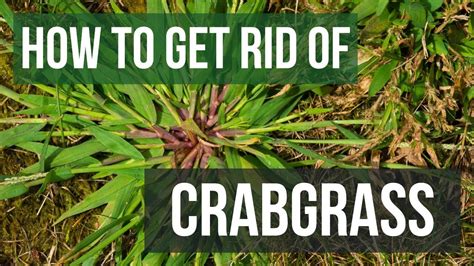 How To Get Rid Of Crabgrass 4 Easy Steps Youtube
