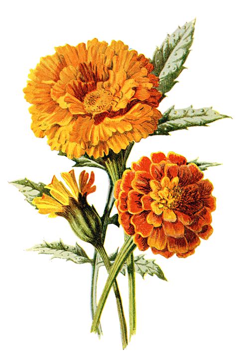 Marigold Flower Drawing Marigold Flower Marigold Tattoo