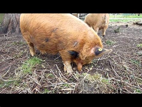 A group for kunekune lovers everywhere. Kune Kune pigs playing - YouTube