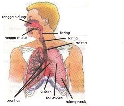 Sistem pernapasan atau system respirasi adalah sistem organ yang digunakan untuk pertukaran demikian artikel mengenai teknologi yang berkaitan dengan system pernapasan. GAMAPENTA.BLOGSPOT.COM: Pengaruh Rokok dan Asap Pembakaran ...