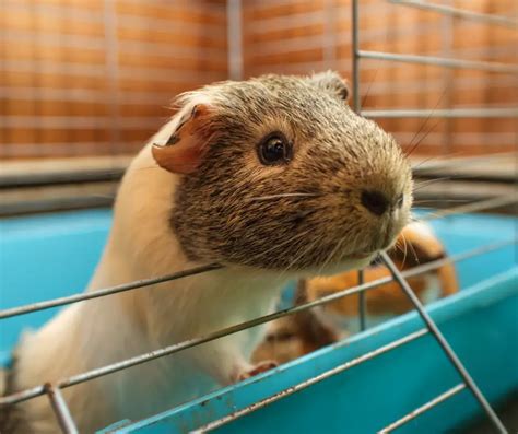 How To Keep Your Guinea Pigs Safe While Using Candles