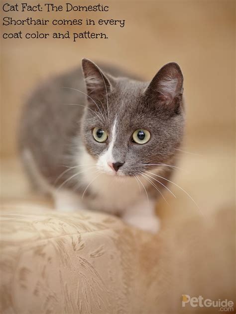 Výsledek Obrázku Pro Domestic Shorthair Cat Popular Cat Breeds Most