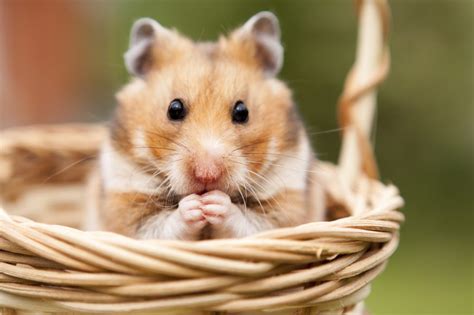 9 Tips To Help You Care For Your Pet Hamster