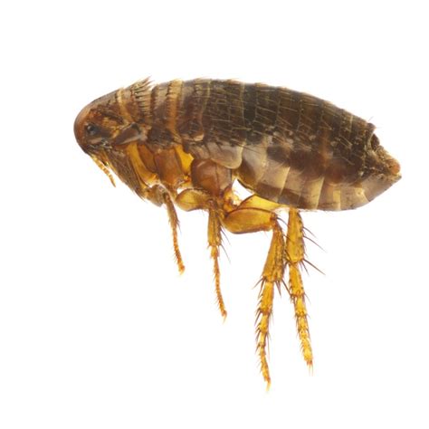 Flea Pest Control Houston Pest Control By Licensed Exterminators