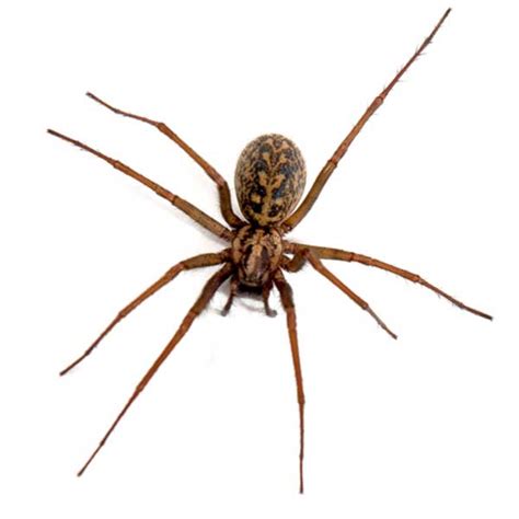 Hobo Spider Identification Habitat And Behavior Ja Roy Pest Control