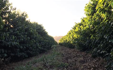 Check spelling or type a new query. The Arara Variety: What Is It & Why Is It Popular in Brazil? - Perfect Daily Grind
