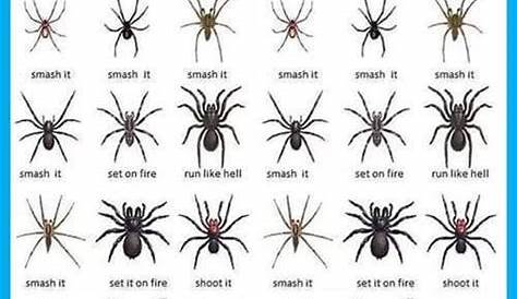Spider identification chart shows you what to do in an emergency