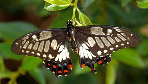 Black Butterfly Free Photo Download Freeimages