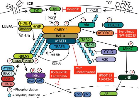 Dysregulated Card11 Signaling In The Development Of Diffuse Large B