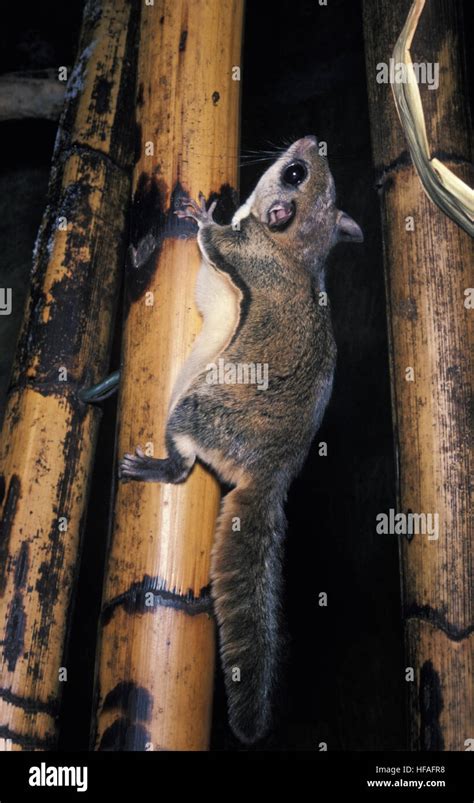 Siberian Flying Squirrel Pteromys Volans Stock Photo Alamy