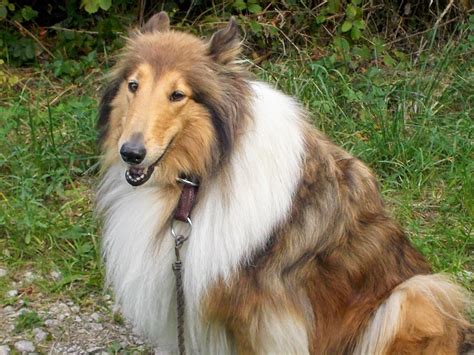 Only guaranteed quality, healthy puppies. Pin by Ina on Collie Luv | Collie dog, Collie puppies ...