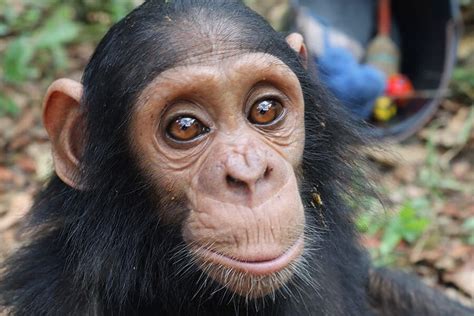 How Much Does A Baby Chimpanzee Cost Animals
