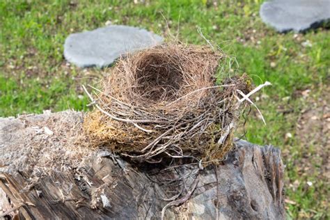 Empty Bird Nest In Garden Made From Dry Grass Stock Image Image Of