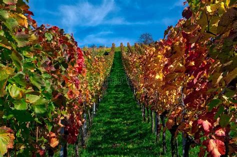 Vineyard Rows Wine Outdoors Daytime Changing Seasons Fall Autumn Stock