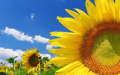Sky Bright Yellow Sunflowers Clouds Color Summer Field