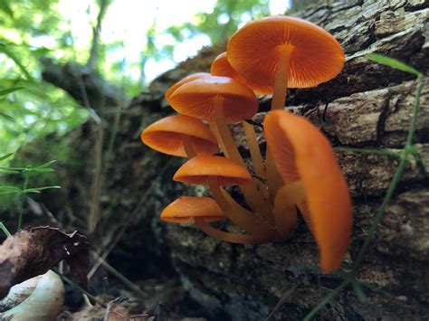The Surprisingly Exciting World Of Arkansas Mushroom