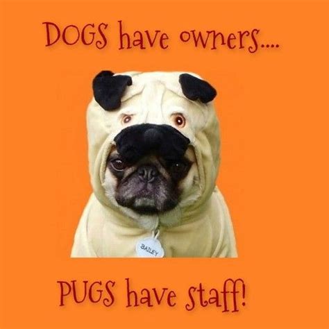 17 Best Images About Funny Pug Dog Memes Lol On Pinterest