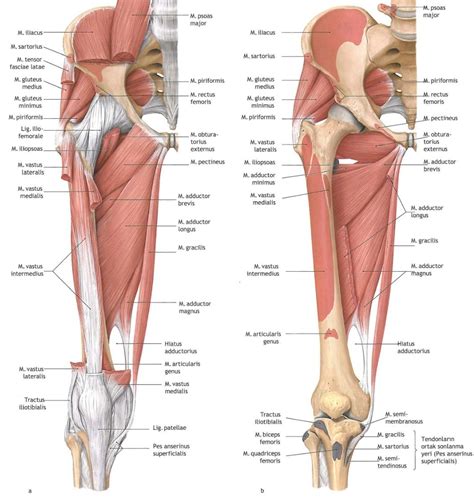 Superficial And Deep Muscles Of The Thigh Leg Muscles Anatomy Muscle