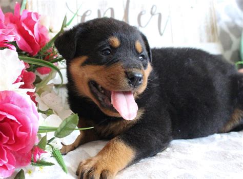 These are full blooded german rottweiler puppies. Ranger - AKC Rottweiler doggie for sale in Grabill ...
