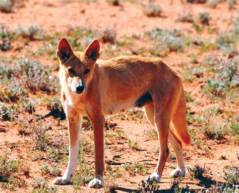 Dingoes Dingo Photo 40143319 Fanpop