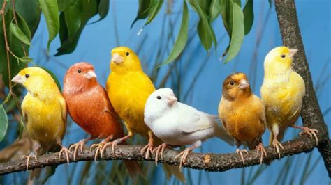 Panji petualang sedang berkunjung ke rumah joglo nih. 7 Jenis Burung Mudah Jinak dan Cocok Dipelihara di Rumah ...