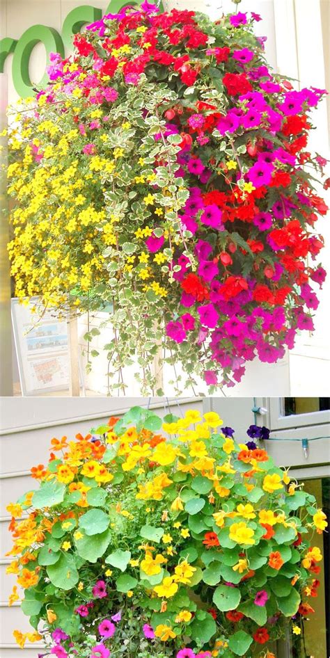 15 Beautiful Flower Hanging Baskets And Best Plant Lists A Piece Of Rainbow