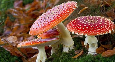Quiz: Mycology Biology. | Quiz Accurate Personality Test Trivia Ultimate Game Questions Answers ...