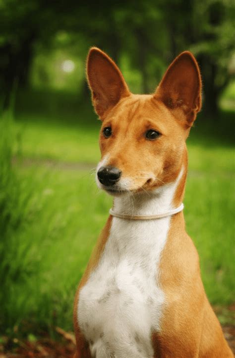 The Basenji Dog Top Facts And Breed Guide Animal Corner