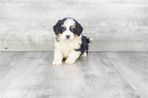 For each litter at 6 weeks of age, we'll send out an email to all subscribers simultaneously — including individual pictures of each puppy, their. Mini Bernedoodle puppies for sale | Designer Breed puppies ...