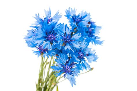 Beautiful Blue Cornflower Stock Photo Image Of Isolated 63788874