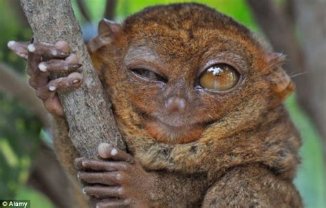 Tarsiers Impish Wink To Let The World Know Hes The Smallest Primate