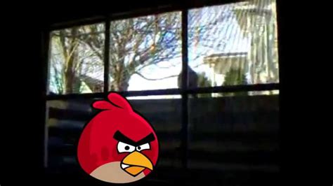 Angry Bird In Real Life Youtube