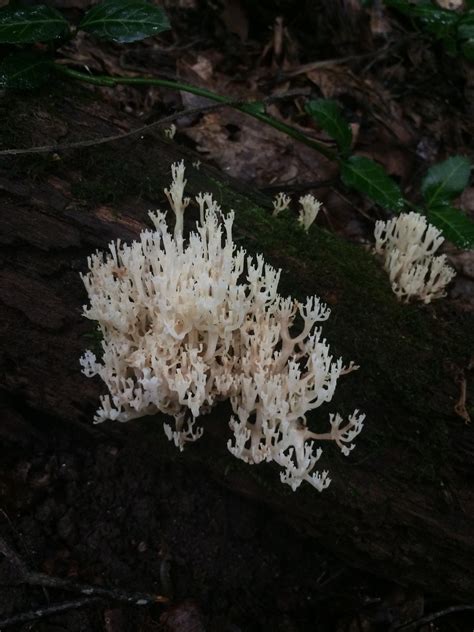 Coral Fungus In Central Ky Rmycology