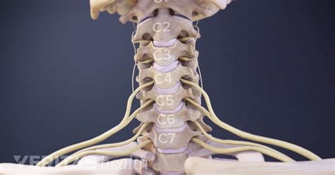 Cervical Nerve Anatomy Animation