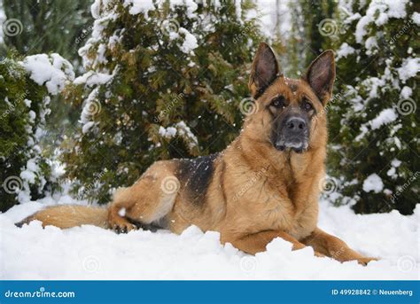 German Shepherd Lying On The Snow Stock Photo Image Of German Snow