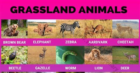 Grassland Animals Big List Of 160 Grassland Animals In The World