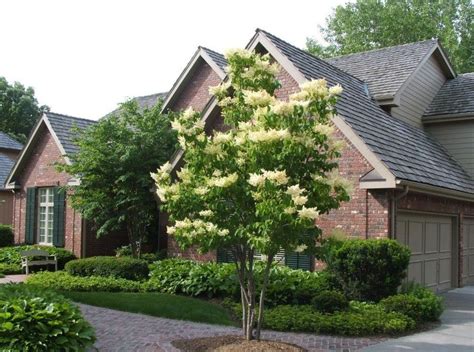 The 10 Most Beautiful Ornamental Trees For Your Yard The Homesource