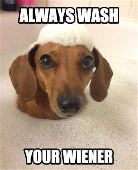 Wiener Dog Meme 700x863 Wallpaper